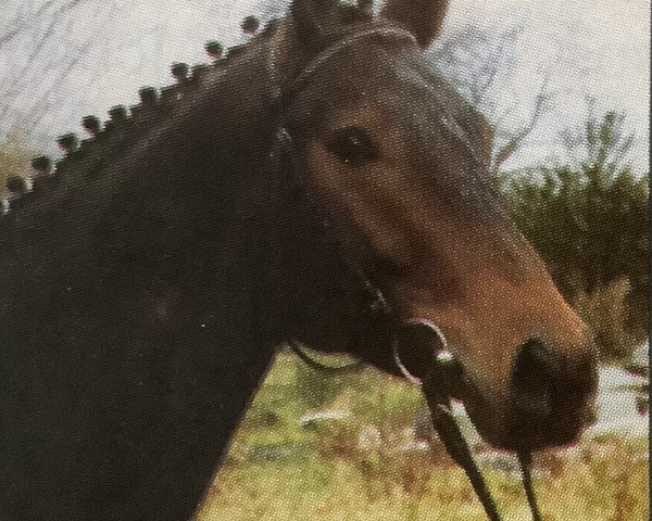 stallion Rosselini (Westphalian, 1988, from Rosenkavalier)