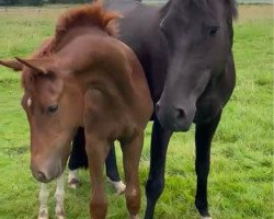 broodmare Schwarze Perle (Hanoverian, 2016, from Schwarzgold)