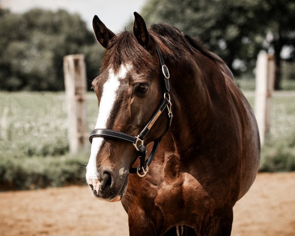 dressage horse Desperado 294 (Irish Sport Horse, 2010)