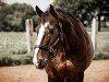 dressage horse Desperado 294 (Irish Sport Horse, 2010)