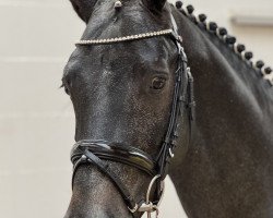 jumper Corny on Fire SG (Oldenburg show jumper, 2021, from Cornet's Quaprice)