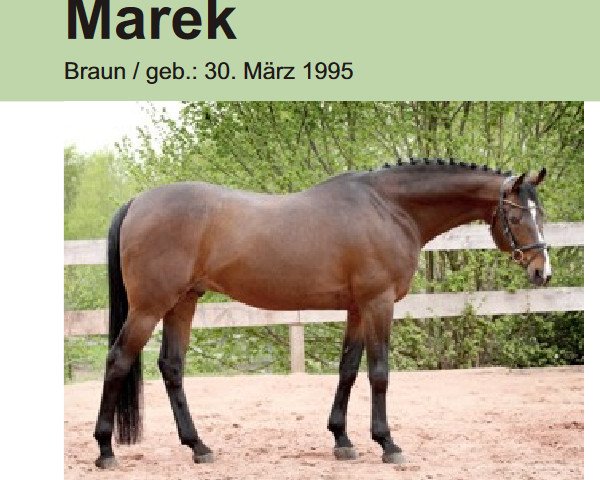 stallion Marek AA (Anglo-Arabs, 1995, from Le Tigre AA)