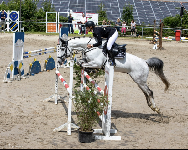 horse Dacaros pay grey (KWPN (Royal Dutch Sporthorse), 2012, from Donauwind)