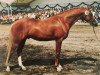 stallion Giglbergs Outsider (German Riding Pony, 1991, from Burstye Orpheus)