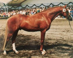 stallion Giglbergs Outsider (German Riding Pony, 1991, from Burstye Orpheus)