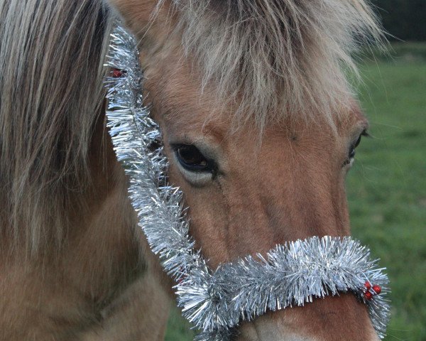 broodmare Hedda (Fjord Horse, 1995, from Havik I)