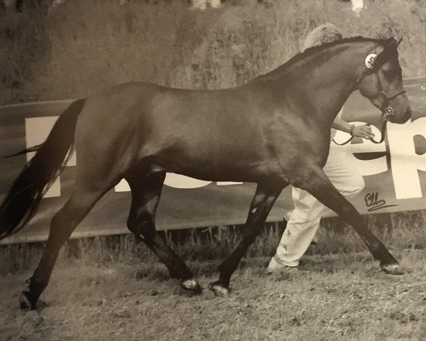 stallion Steehorst Maestro (Welsh-Pony (Section B), 1991, from Eyarth Harlequin)