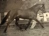stallion Steehorst Maestro (Welsh-Pony (Section B), 1991, from Eyarth Harlequin)