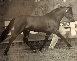 stallion Steehorst Maestro (Welsh-Pony (Section B), 1991, from Eyarth Harlequin)