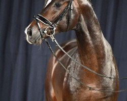 dressage horse Douglas 267 (German Sport Horse, 2018, from D'Egalite)