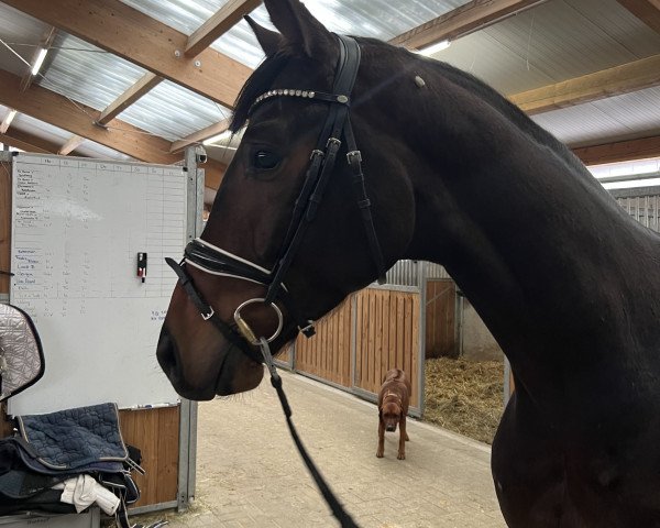 dressage horse Viva Royal 4 (Oldenburg, 2020, from Viva Gold OLD)