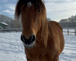 Pferd Ivanhoe vom Wiedbusch (Schleswiger Kaltblut, 2014, von Zigeunerbaron)