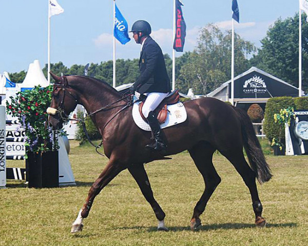 stallion Colmar (Holsteiner, 2004, from Colman)