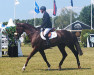 stallion Colmar (Holsteiner, 2004, from Colman)