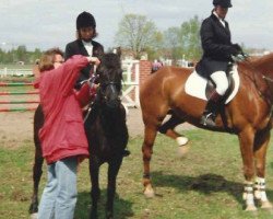 horse Shandy 30 C (Connemara Pony, 1976, from Nicholas Kamik)