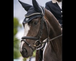 jumper Goldmarie 65 (Oldenburg show jumper, 2019, from Coupe Gold)