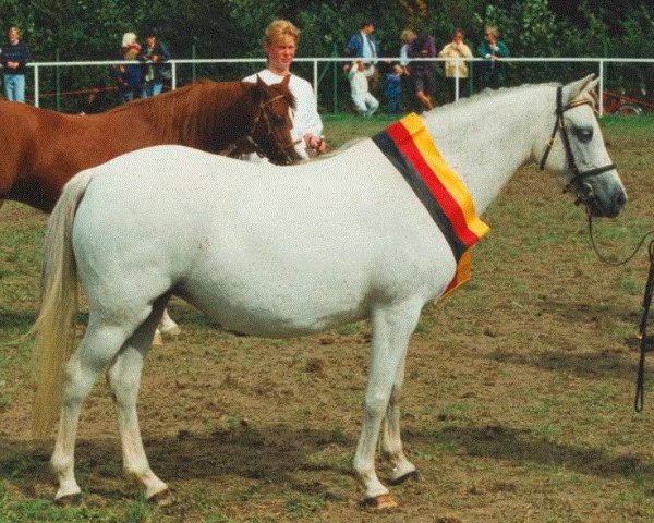 broodmare Giglbergs Joyful (Welsh-Pony (Section B), 1986, from Downland Chorister)