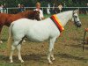 Zuchtstute Giglbergs Joyful (Welsh Pony (Sek.B), 1986, von Downland Chorister)