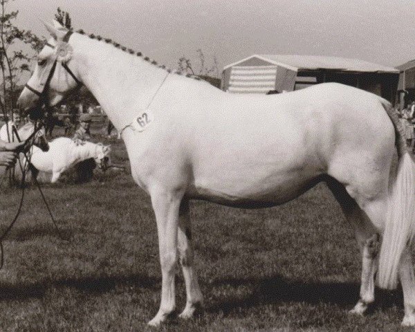 Zuchtstute Giglbergs Joy (Welsh Pony (Sek.B), 1979, von Bengad Blueberry)