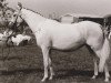 Zuchtstute Giglbergs Joy (Welsh Pony (Sek.B), 1979, von Bengad Blueberry)