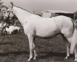 Zuchtstute Giglbergs Joy (Welsh Pony (Sek.B), 1979, von Bengad Blueberry)