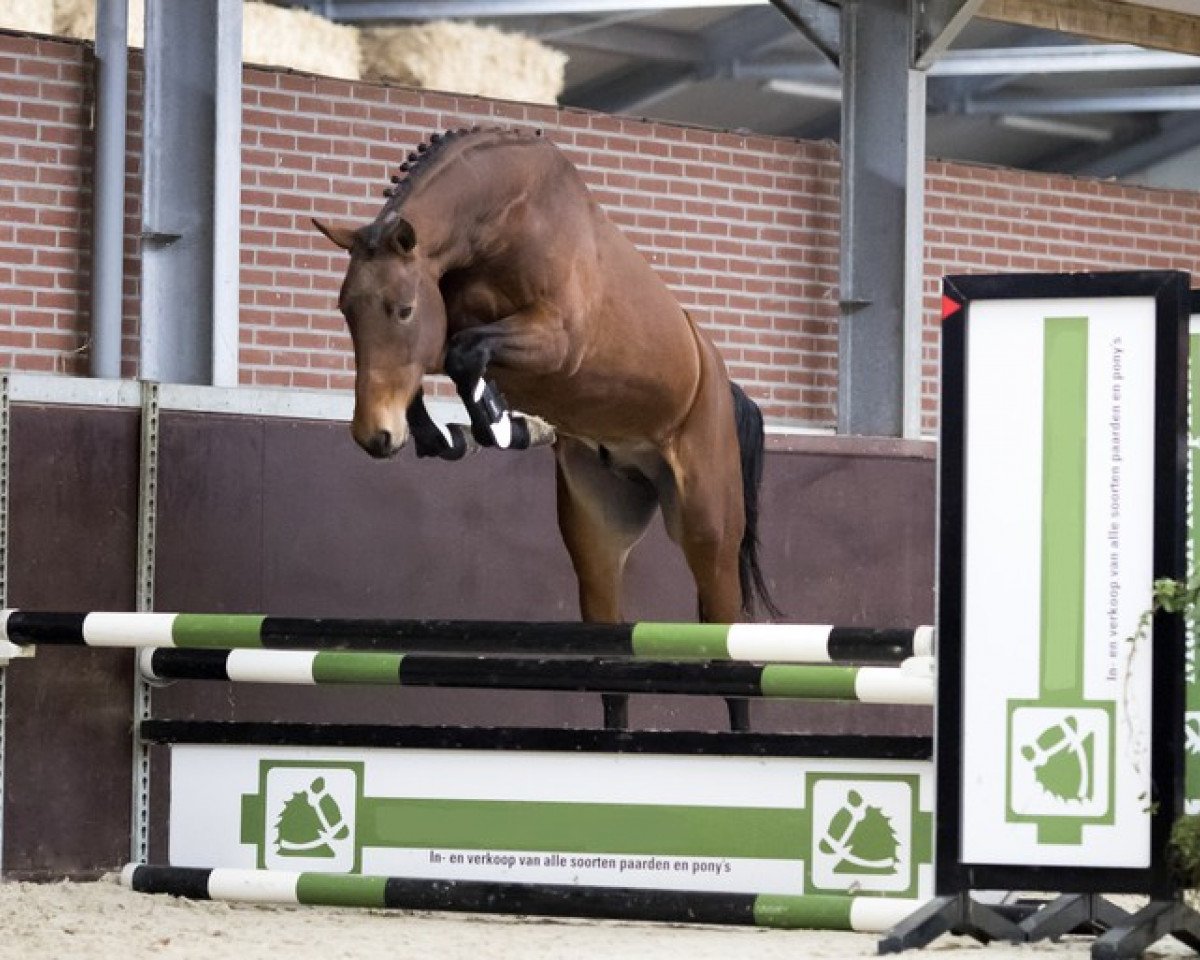 Springpferd Kingston de L'Eau Z (Zangersheide Reitpferd, 2016, von Kannan)