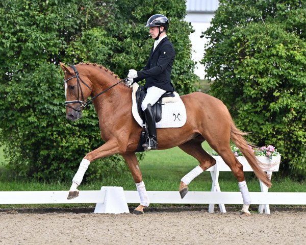 jumper Carridam II Pj (Hanoverian, 2019, from Carrico)