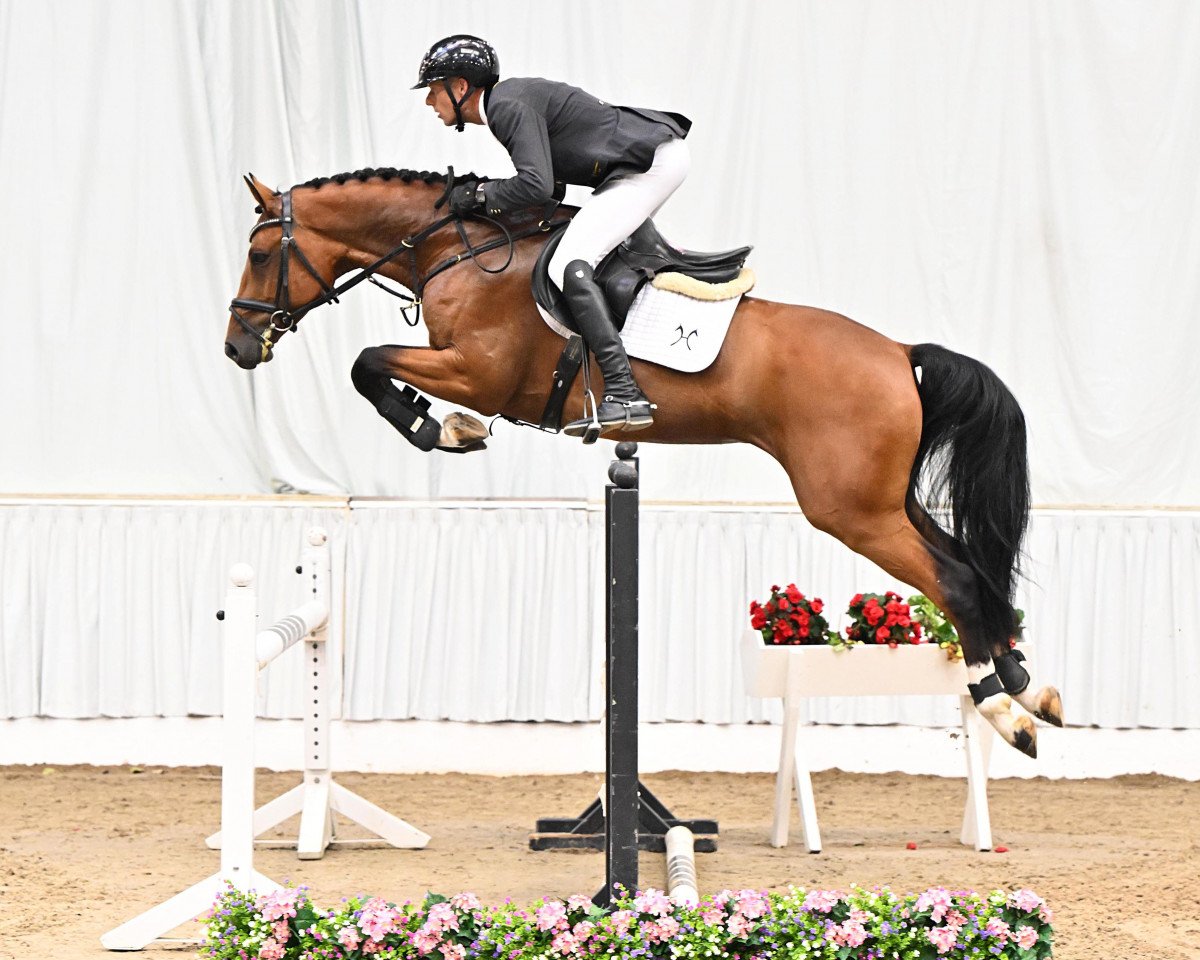 jumper Beastly Boy Pj (Hanoverian, 2019, from Balou du Rouet)