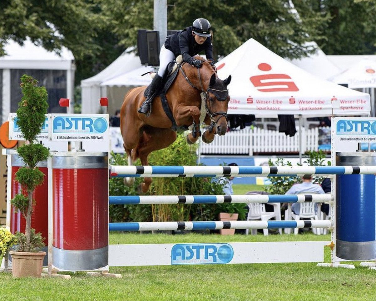 jumper Pretty Sandy Jo PJ (Hanoverian, 2017, from Perigueux)