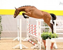 jumper Donna Doria PJ (Hanoverian, 2020, from Don van het Parelshof Z)