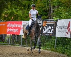 Springpferd Cora de la Rosa (Deutsches Sportpferd, 2018, von Cristallo I)