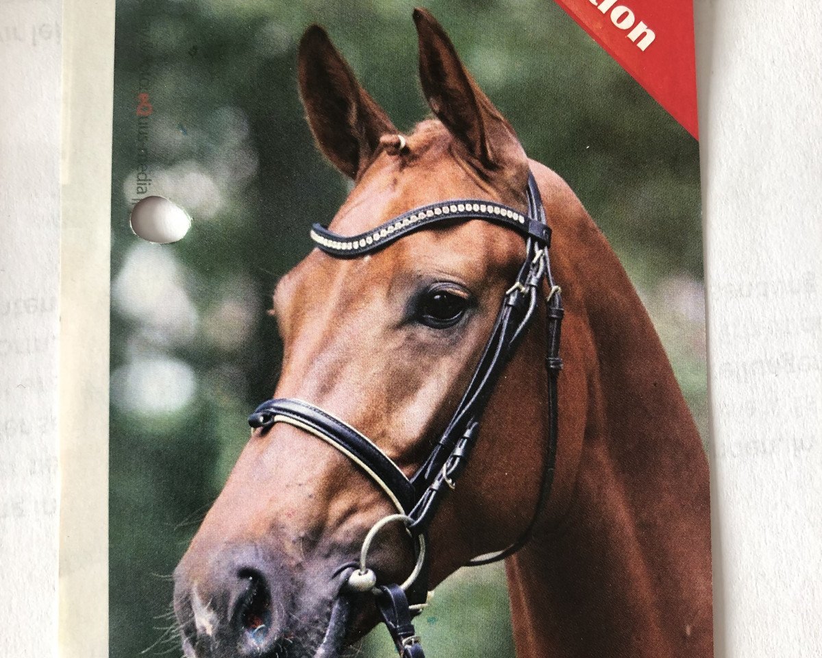 Deckhengst Royal Bolero V (Hannoveraner, 2008, von Royal Blend)