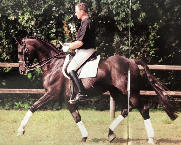 horse Royality (Westphalian, 1990, from Rheingold)