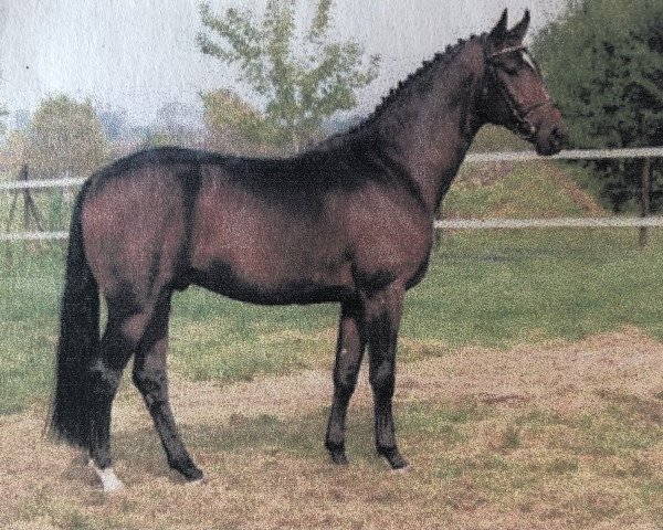 stallion Royan (Saxony-Anhaltiner, 1999, from Rubinstern Noir)