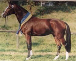 Deckhengst Rubens (Hessisches Warmblut, 1999, von Rodgau)