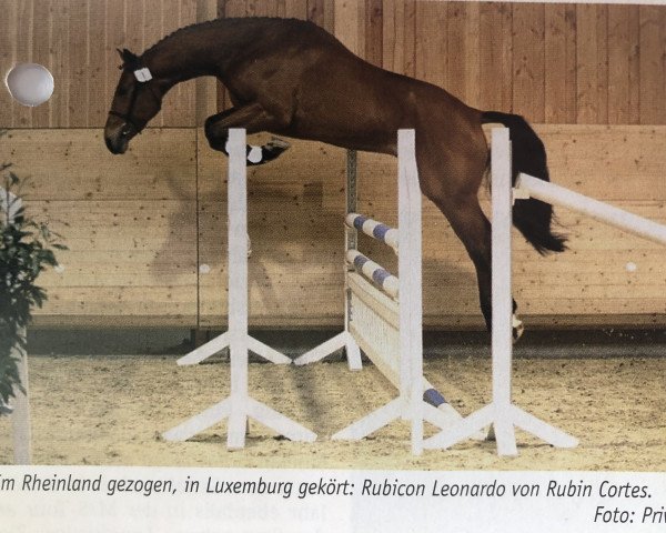 stallion Rubicon Leonardo (Luxembourg horse, 2005, from Rubin Cortes OLD)