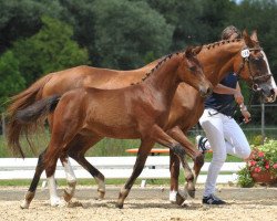 broodmare Giglbergs Gospel (German Riding Pony, 1992, from Burstye Orpheus)