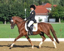 stallion Giglberg Spotlight (German Warmblood, 1996, from Møllegårds Spartacus)