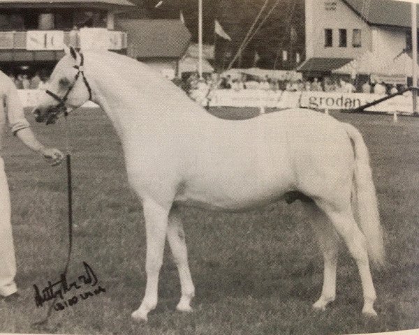 Deckhengst Møllegårds Spartacus (Welsh Pony (Sek.B), 1986, von Coed Coch Endor)