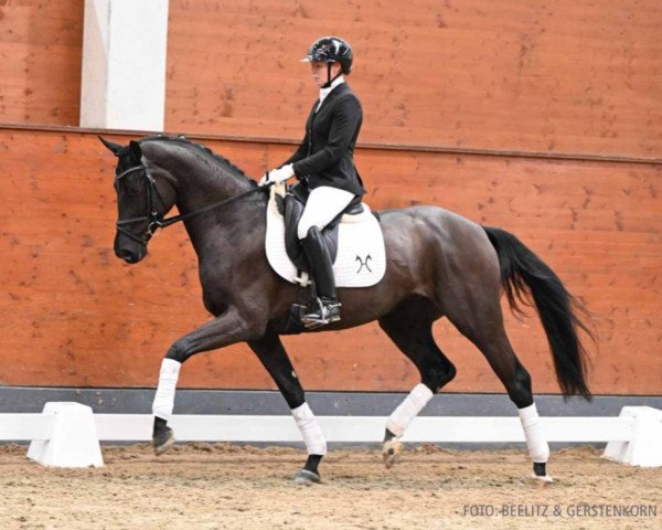 dressage horse Flicka N (Hanoverian, 2019, from Finest)