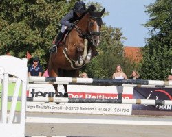 Springpferd Holland V.d. Valckenborg (KWPN (Niederländisches Warmblut), 2012, von Cantos)