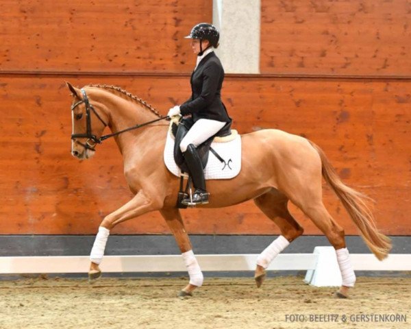 dressage horse Stella De Lys G (Hanoverian, 2020, from Sir Donnerhall I)