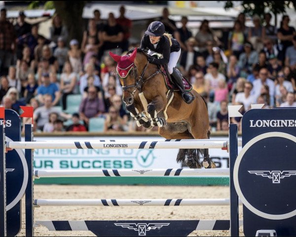 jumper A Crazy Son of Lavina (German Sport Horse, 2006, from Azzuro Classico)