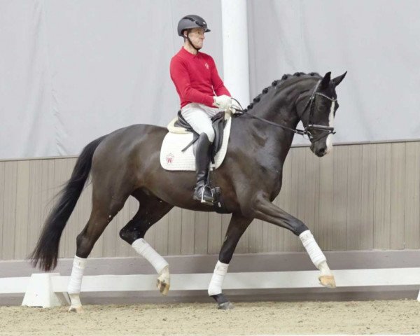 dressage horse Dream On (Westphalian, 2020, from Dancier Gold FRH)