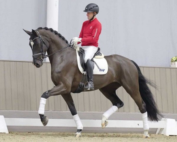 dressage horse Djamila (Westphalian, 2020, from Danciero 7)