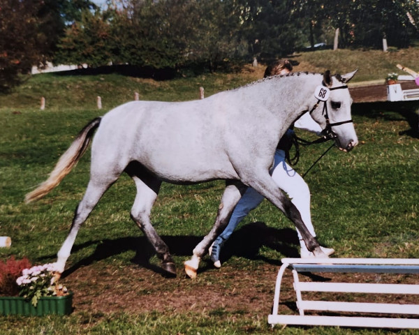 broodmare Schoenweils Joy (German Riding Pony, 1988, from Giglbergs Cappuccino)