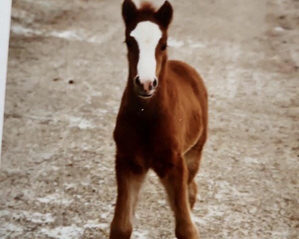 horse Jumping Jack (German Riding Pony, 1992, from Dempsy Denny S)