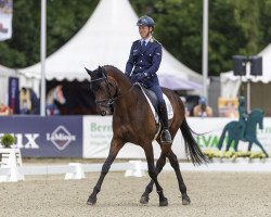 stallion Polartanz (Trakehner, 2011, from Konvoi)