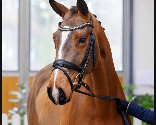 dressage horse Emmelie (Hanoverian, 2020, from Emilio)