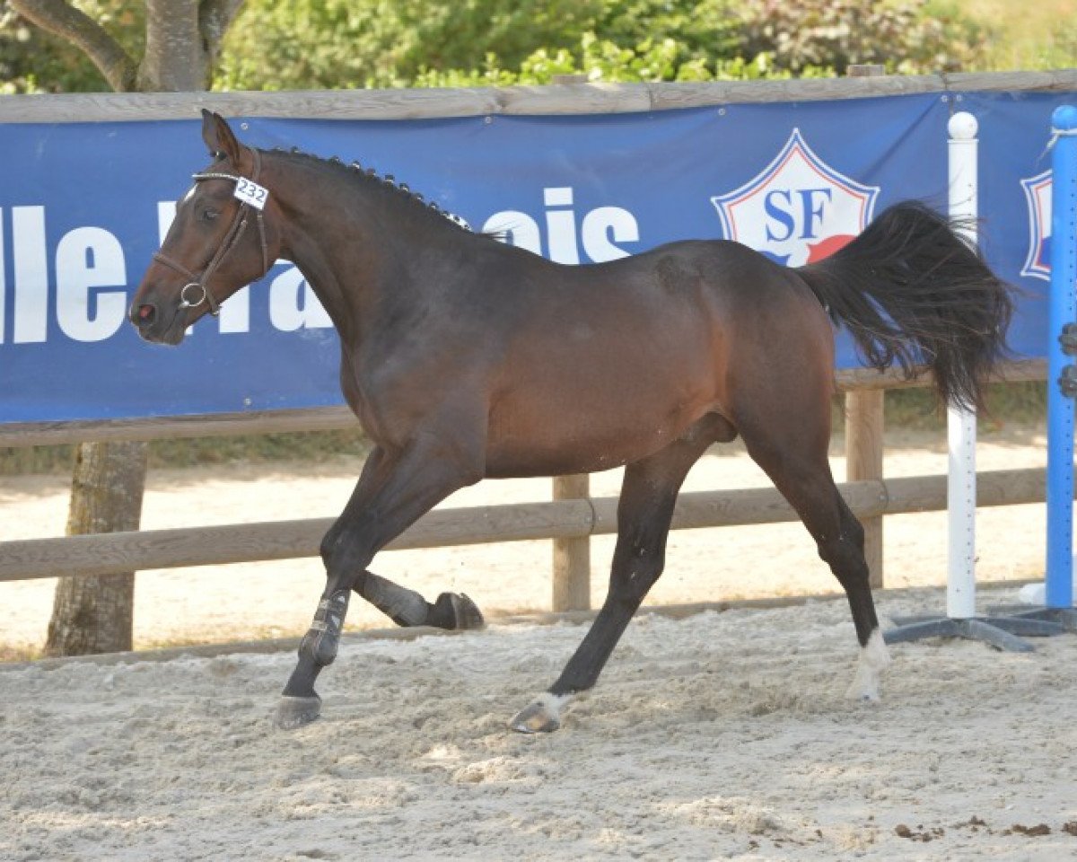 stallion Darius de Denat (Selle Français, 2013, from Kannan)